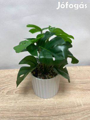 Műnövény - filodendron