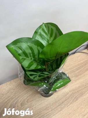 Műnövény - zebralevél