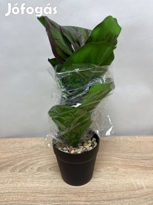 Műnövény - zebralevél (fekete-zöld)