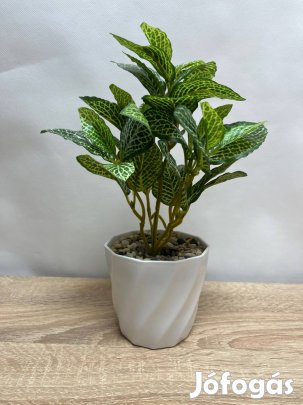 Műnövény dekor - Fittonia