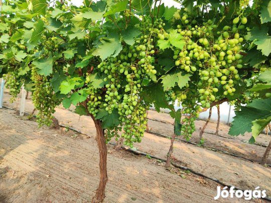 Muskotályos szőlő oltvány vessző