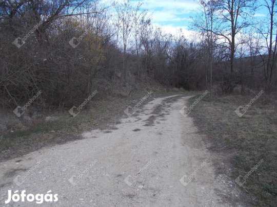 Művelésből kivont telek eladó Székesfehérvár közelében.