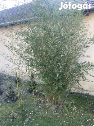 Nád tövek eladok