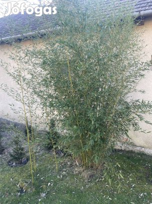 Nád tövek eladók. 