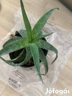Nagy Aloe Vera 15-27 cm levelekkel