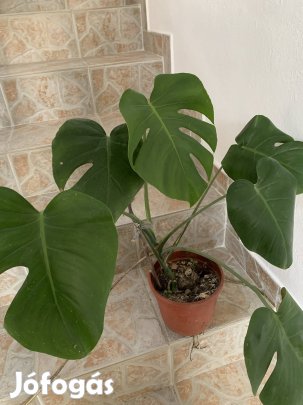 Nagy Könnyezőpálma Monstera Filodendron