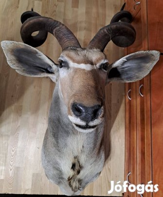 Nagy Kudu (Tragelaphus strepsiceros) hím-nyak preparátum eladó!