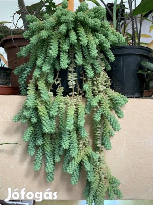 Nagy Pozsgás növény Virág szobanövény