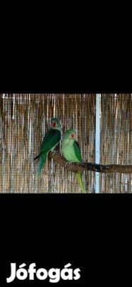 Nagy Sándor papagáj pár