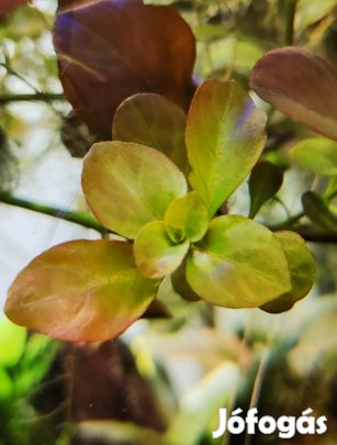 Nagy adag Ludwigia glandulosa akváriumi növény, vízinövény