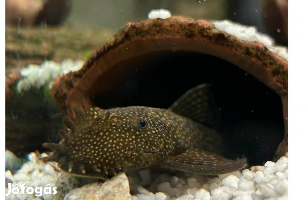 Nagy algaevő harcsa (anci, ancistrus) tenyészcsapat!