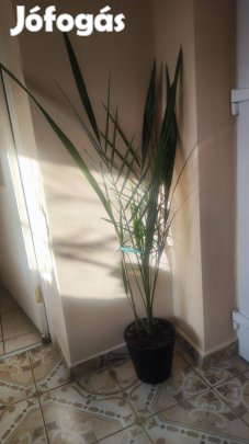 Nagy datolyapalma Fehérgyarmaton elado