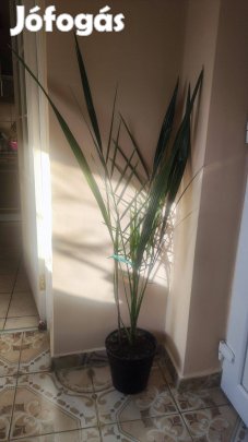 Nagy datolyapalma Fehérgyarmaton eladó helyhiány miatt kb 150 cm
