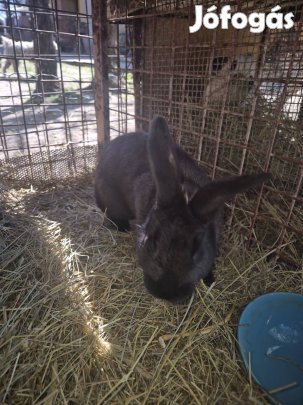 Nagy fajta házi bak nyúl eladó!