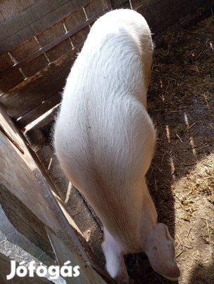 Nagy fehér hasas koca eladó!