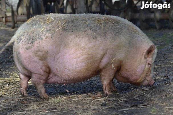 Nagy fehér kantól vemhes keverék koca