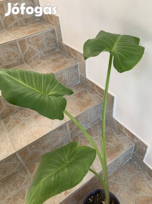 Nagy fehér magyar Kála évelő 1 m-es