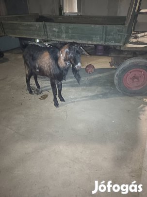 Nagy kecske eladó,cserelhető.