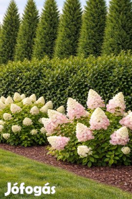 Nagy kert növénycsomag Leylandi + Babérmeggy + hortenzia