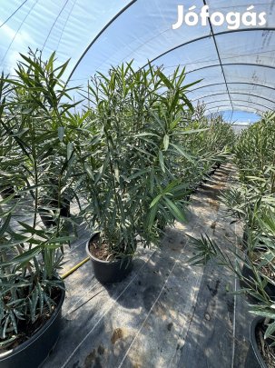 Nagy leander eladó kecelen