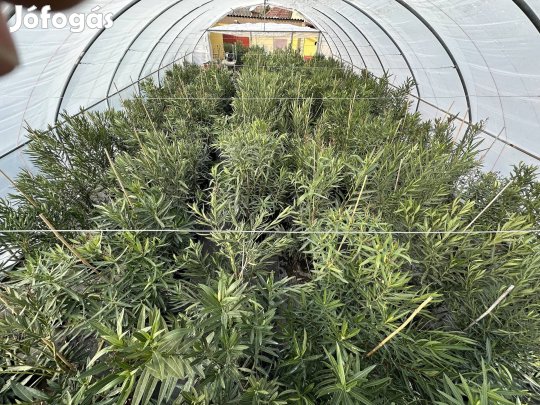 Nagy leander eladó kecelen