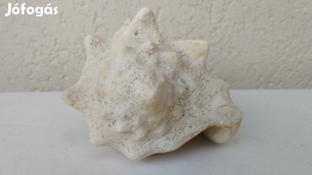 Nagy méretű csiga házak egyben, akváriumba 