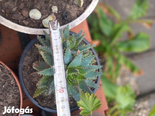 Nagy méretű dupla különleges kaktusz