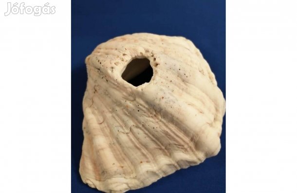 Nagy méretű kagyló (akvárium dísznek) eladó!