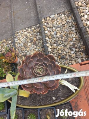 Nagy méretű pozsga rózsa és két különböző agave tálba ültetve