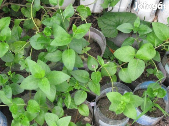 Nagy meténg , évelő , árnyéktűrő , örökzöld talajtakaró eladó !