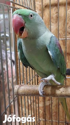 Nagy sándor papagáj