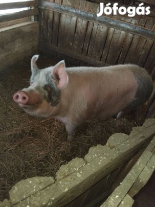 Nagy súlyú ártán