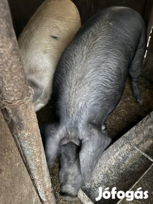 Nagy súlyú hizó eladó