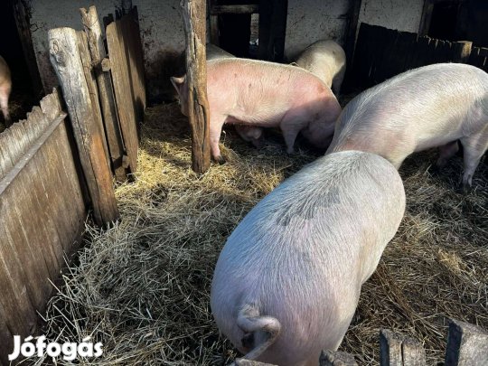 Nagy súlyú hízók