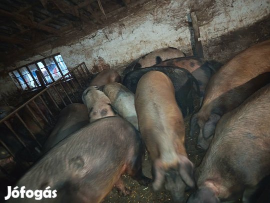 Nagy súlyú hízók