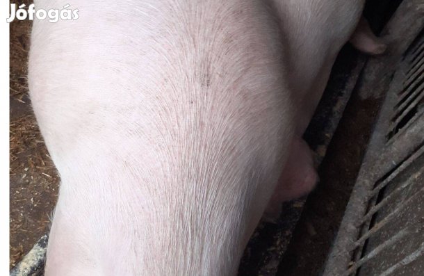 Nagy súlyú hízók eladó