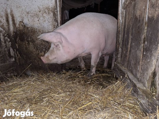 Nagy súlyú sertés koca, hízó.
