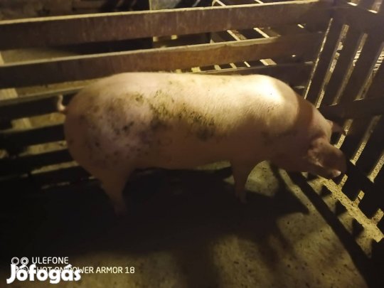 Nagy súlyú sertések eladók!