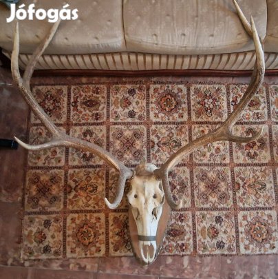 Nagy szarvasagancs trófea koponyával és plakettel