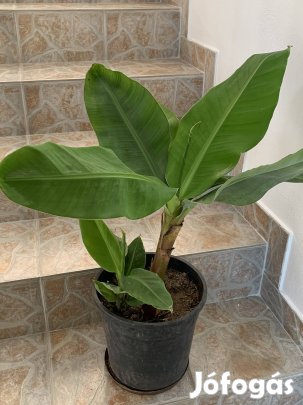 Nagy szoba banán évelő Szobanövény