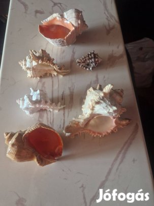 Nagy tengeri csigák 6db