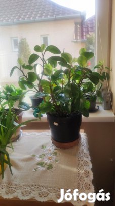 Nagy törpe Bors Fehérgyarmaton eladó