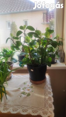 Nagy törpe bors Fehérgyarmaton olcson eladó