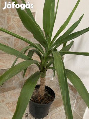Nagy törzses Yukka yucca 
