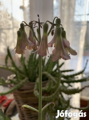 Nagy virágzó Pozsgás szobanövény