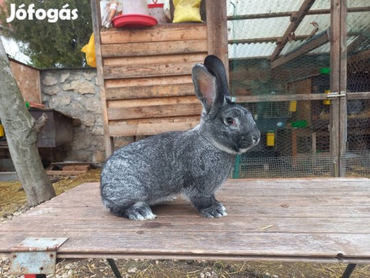 Nagycsincsilla nyúl 