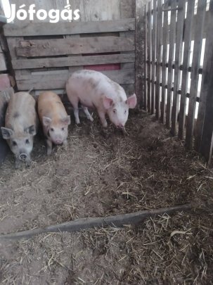 Nagyfehér ártán süldö 