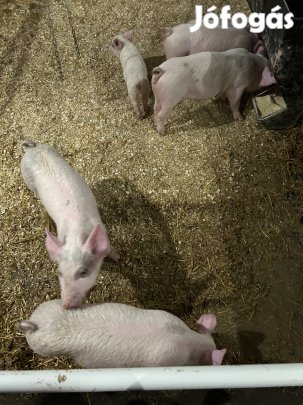 Nagyfehér malacok eladóak