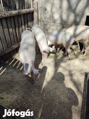 Nagyfehér süldők eladók 