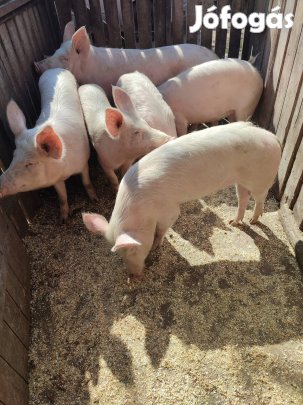 Nagyfehér süldők eladók 